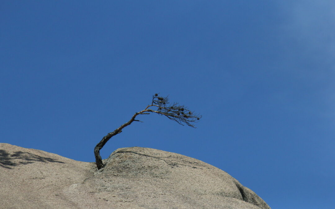 Tree on rock