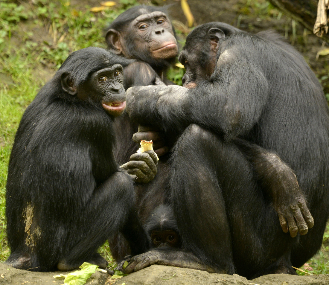 Bonobo Family