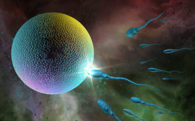 Sperm Are Cheap – Eggs Are Expensive